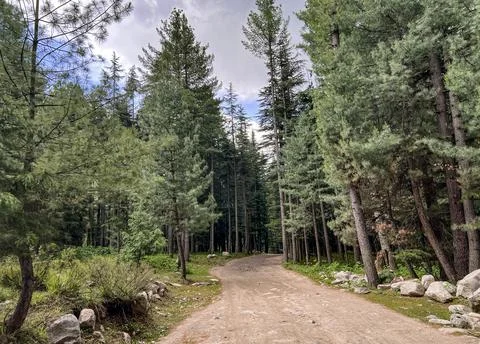 Going into jungle with long pine trees Foto stock