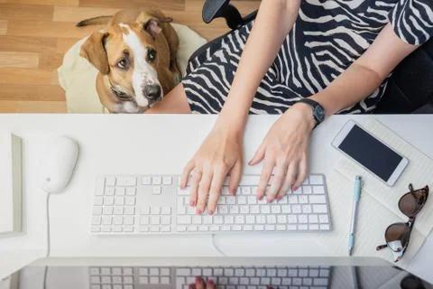 Going to office with pets concept: cute dog with woman at workplace Stock Photos