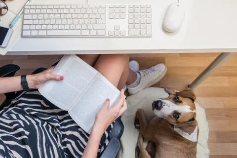 Going to office with pets concept: cute dog with woman at workplace Stock Photos