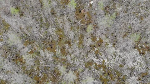 Going up over burned forest, showing fallen trees, white ash, blackened branche Stock Footage 318195550