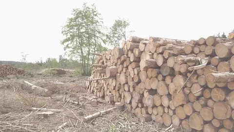 Going Past Many Tree Trunks Stock Footage 111228107