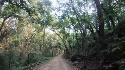 Going up the road on a small hill in the green jungle of Bandhavgarh national pa Stock-Footage 255431970