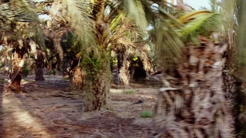 Going sideways through rows of palm trees Video stock 138233918