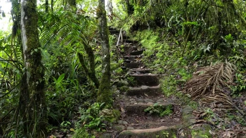 Going up the steps of a small hill in a hiking trail of a tropical forest Stock Footage 151278773