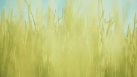 Going through abstract tall green grass. Stock Footage 238582534