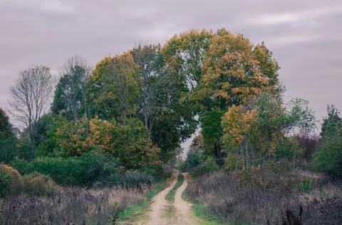 Going through an arch of large autumn and lush trees Stock Photos
