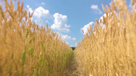Going through the field of wheat Stock Footage 64709306