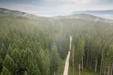 Going through the forest chasing the last lights with a drone Stock Photos