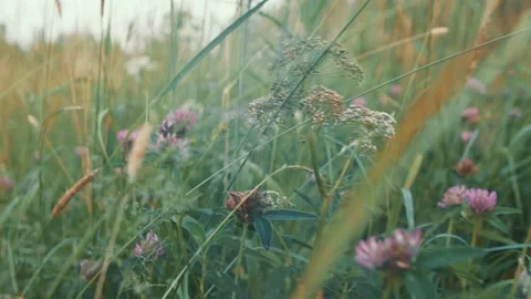 Going through the green grass and colorful flowers Stock Footage