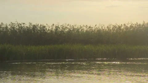 Going through the jungle forest on slow river Stock Footage 8763866