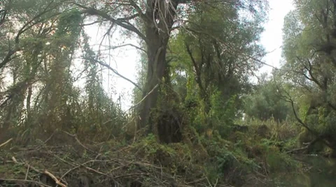 Going through the jungle forest on slow river Stock Footage 8764056