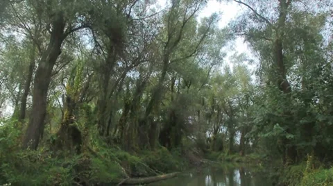 Going through the jungle forest on slow river Stock Footage 8764251