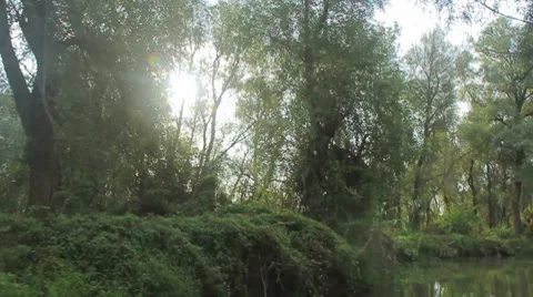 Going through the jungle forest on slow river Stock Footage 8764419