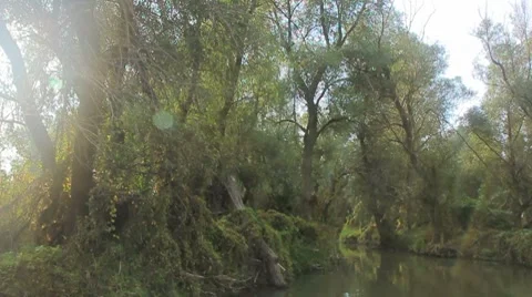 Going through the jungle forest on slow river Stock Footage 8766128