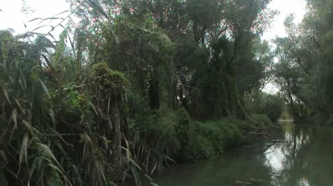 Going through the jungle forest on slow river Stock Footage 8766391