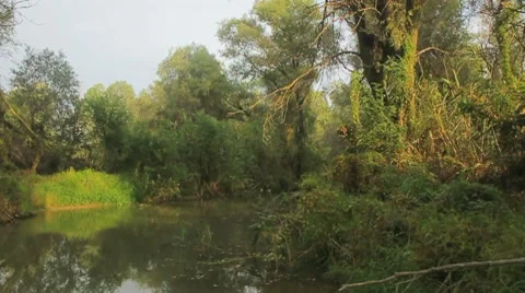 Going through the jungle forest on slow river Stock Footage 8766615