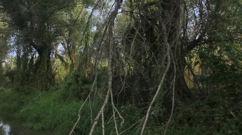 Going through the jungle forest on slow river Stock Footage 8767008