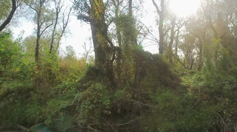 Going through the jungle forest on slow river Stock Footage 8776354