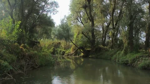Going through the jungle forest on slow river Stock Footage 8776567