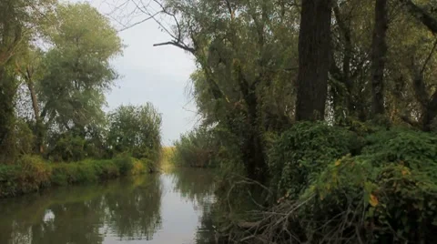 Going through the jungle forest on slow river Stock Footage 8776726