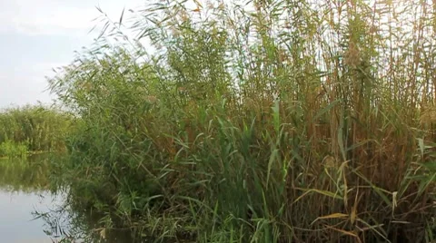 Going through the jungle forest on slow river Stock Footage 8776962