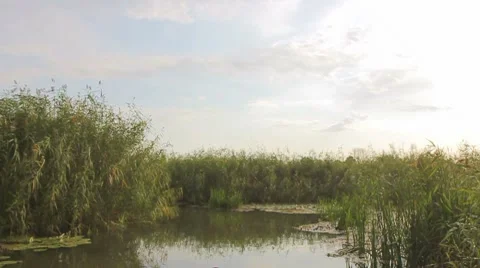 Going through the jungle forest on slow river Stock Footage 8777125