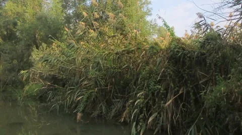 Going through the jungle forest on slow river Stock Footage 8819834