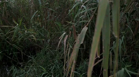 Going through the jungle forest on slow river Stock Footage 8822020