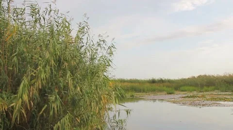 Going through the jungle forest on slow river Stock Footage 8824970