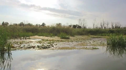 Going through the jungle forest on slow river Stock Footage 8825092