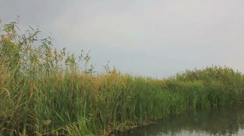 Going through the jungle forest on slow river Stock Footage 8825247