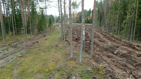 Going through the middle of the forest in Estonia Stock Footage 223555360