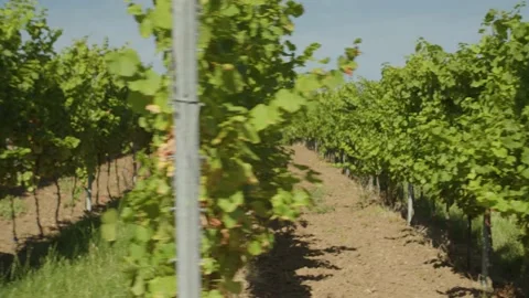 Going through Rows of Green Vineyard on Beautiful Sunny Day Vídeos de archivo 166145042