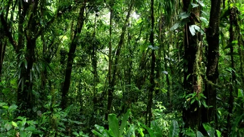 Going through a secondary rainforest with small trees covered in vines Stock Footage 151279583