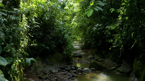 Going through a small creek in a secondary forest with a green coloration Stock Footage 160313401