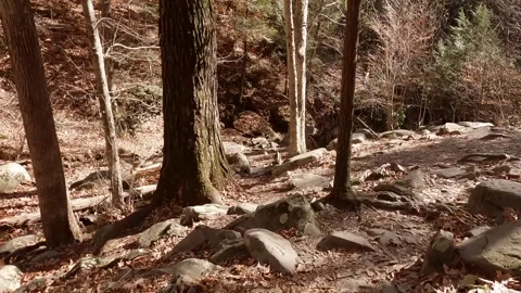Going through stones forest Stock Footage 300054297