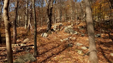 Going through trees in autumn sunny forest Stock Footage 300041476