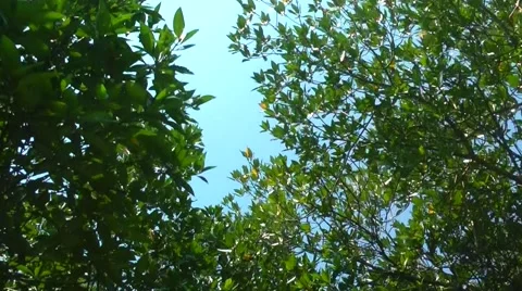 Going Throw the Jungles 스톡 동영상 61753172