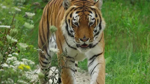 The going tiger on a green grass Stock Footage 82263990
