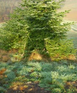 Going  TREE Stock Photos