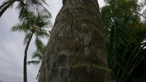 Going up the trunk of coconut tree Stock Footage 155887856