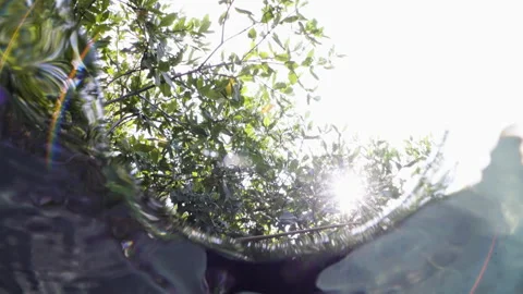 Going underwater in the mangroves 4K Stock Footage 299921679