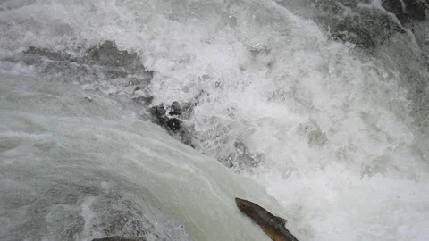 Going up a whitewater river Vídeo Stock 145389323