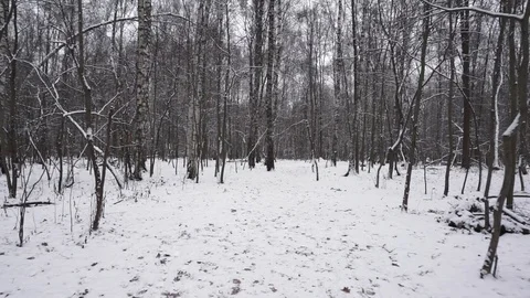 Going in a winter forest Stock Footage 100023639