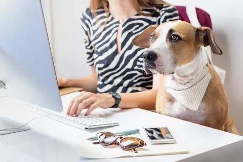 Going to work with pets concept: cute dog with female owner at desktop Stock Photos