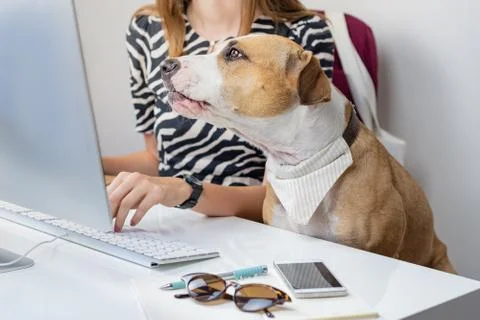 Going to work with pets concept: cute dog with female owner at workplace Stock Photos