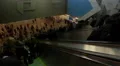 Going up on the WTC Path escalator in New York City 4k or 4k+ Resolution