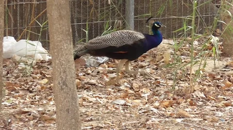 Going young peacock 스톡 동영상 54134617