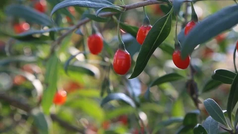 Goji Berries On The Branch Stock Footage 122746191