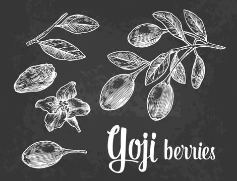 Goji berries on a branch. Vector black and white vintage engraving illustrati Stockillustratie